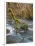 USA, Washington State, Olympic National Forest. River and moss-covered trees.-Jaynes Gallery-Framed Photographic Print