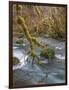 USA, Washington State, Olympic National Forest. River and moss-covered trees.-Jaynes Gallery-Framed Photographic Print