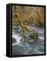 USA, Washington State, Olympic National Forest. River and moss-covered trees.-Jaynes Gallery-Framed Stretched Canvas