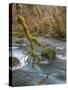 USA, Washington State, Olympic National Forest. River and moss-covered trees.-Jaynes Gallery-Stretched Canvas