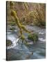 USA, Washington State, Olympic National Forest. River and moss-covered trees.-Jaynes Gallery-Stretched Canvas