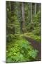 USA, Washington State, Olympic National Forest. Scenic with forest trail.-Jaynes Gallery-Mounted Photographic Print