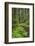 USA, Washington State, Olympic National Forest. Scenic with forest trail.-Jaynes Gallery-Framed Photographic Print