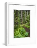 USA, Washington State, Olympic National Forest. Scenic with forest trail.-Jaynes Gallery-Framed Photographic Print