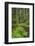 USA, Washington State, Olympic National Forest. Scenic with forest trail.-Jaynes Gallery-Framed Photographic Print