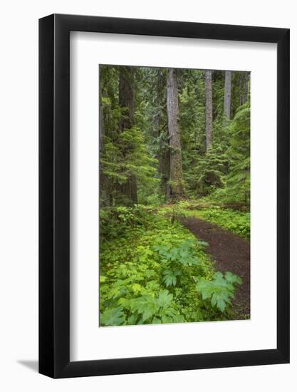 USA, Washington State, Olympic National Forest. Scenic with forest trail.-Jaynes Gallery-Framed Photographic Print