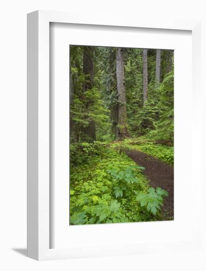 USA, Washington State, Olympic National Forest. Scenic with forest trail.-Jaynes Gallery-Framed Photographic Print