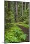 USA, Washington State, Olympic National Forest. Scenic with forest trail.-Jaynes Gallery-Mounted Photographic Print