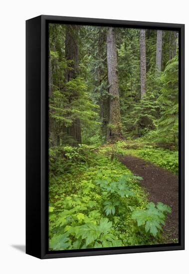 USA, Washington State, Olympic National Forest. Scenic with forest trail.-Jaynes Gallery-Framed Stretched Canvas