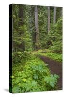 USA, Washington State, Olympic National Forest. Scenic with forest trail.-Jaynes Gallery-Stretched Canvas
