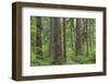 USA, Washington State, Olympic National Forest. Trail through old growth forest.-Jaynes Gallery-Framed Photographic Print