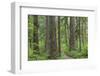 USA, Washington State, Olympic National Forest. Trail through old growth forest.-Jaynes Gallery-Framed Photographic Print