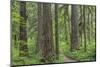 USA, Washington State, Olympic National Forest. Trail through old growth forest.-Jaynes Gallery-Mounted Photographic Print