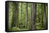 USA, Washington State, Olympic National Park. Abstract of old growth forest.-Jaynes Gallery-Framed Stretched Canvas