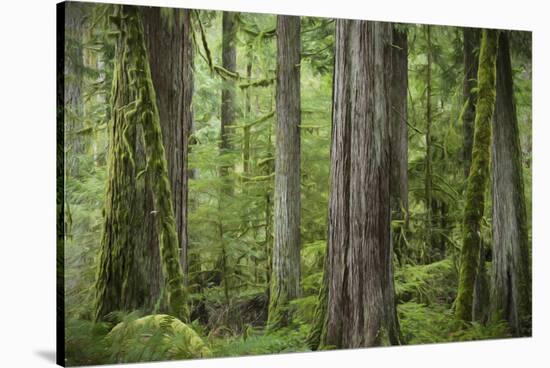 USA, Washington State, Olympic National Park. Abstract of old growth forest.-Jaynes Gallery-Stretched Canvas