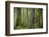 USA, Washington State, Olympic National Park. Abstract of old growth forest.-Jaynes Gallery-Framed Photographic Print