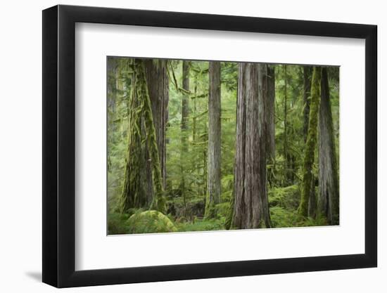 USA, Washington State, Olympic National Park. Abstract of old growth forest.-Jaynes Gallery-Framed Photographic Print