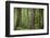 USA, Washington State, Olympic National Park. Abstract of old growth forest.-Jaynes Gallery-Framed Photographic Print