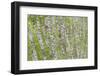 USA, Washington State, Olympic National Park, Alder forest-Charles Gurche-Framed Photographic Print