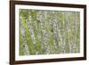 USA, Washington State, Olympic National Park, Alder forest-Charles Gurche-Framed Photographic Print