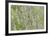 USA, Washington State, Olympic National Park, Alder forest-Charles Gurche-Framed Photographic Print
