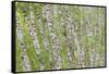 USA, Washington State, Olympic National Park, Alder forest-Charles Gurche-Framed Stretched Canvas