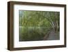 USA, Washington State, Olympic National Park. Alder trees overhanging Lake Crescent shore.-Jaynes Gallery-Framed Photographic Print