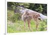 USA, Washington State, Olympic National Park. Black-tailed deer fawn portrait in meadow near Hurric-Trish Drury-Framed Photographic Print