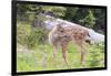 USA, Washington State, Olympic National Park. Black-tailed deer fawn portrait in meadow near Hurric-Trish Drury-Framed Photographic Print