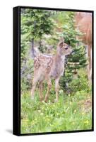 USA, Washington State, Olympic National Park Black-tailed deer fawn wildflower meadow. Concerned ex-Trish Drury-Framed Stretched Canvas