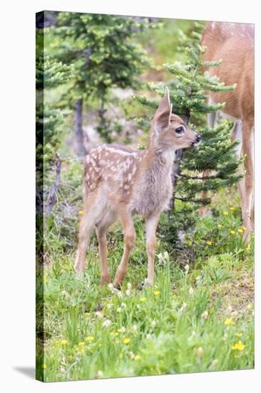 USA, Washington State, Olympic National Park Black-tailed deer fawn wildflower meadow. Concerned ex-Trish Drury-Stretched Canvas