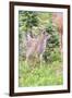 USA, Washington State, Olympic National Park Black-tailed deer fawn wildflower meadow. Concerned ex-Trish Drury-Framed Photographic Print