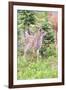 USA, Washington State, Olympic National Park Black-tailed deer fawn wildflower meadow. Concerned ex-Trish Drury-Framed Photographic Print