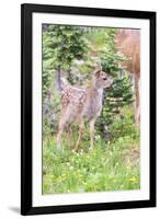 USA, Washington State, Olympic National Park Black-tailed deer fawn wildflower meadow. Concerned ex-Trish Drury-Framed Photographic Print