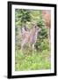 USA, Washington State, Olympic National Park Black-tailed deer fawn wildflower meadow. Concerned ex-Trish Drury-Framed Photographic Print