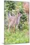 USA, Washington State, Olympic National Park Black-tailed deer fawn wildflower meadow. Concerned ex-Trish Drury-Mounted Photographic Print