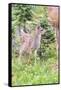 USA, Washington State, Olympic National Park Black-tailed deer fawn wildflower meadow. Concerned ex-Trish Drury-Framed Stretched Canvas