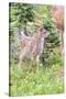USA, Washington State, Olympic National Park Black-tailed deer fawn wildflower meadow. Concerned ex-Trish Drury-Stretched Canvas