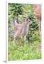 USA, Washington State, Olympic National Park Black-tailed deer fawn wildflower meadow. Concerned ex-Trish Drury-Framed Photographic Print