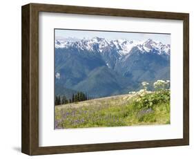 USA, Washington State, Olympic National Park. Expansive view of wildflower covered hills from Hurri-Trish Drury-Framed Photographic Print