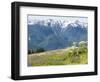 USA, Washington State, Olympic National Park. Expansive view of wildflower covered hills from Hurri-Trish Drury-Framed Photographic Print