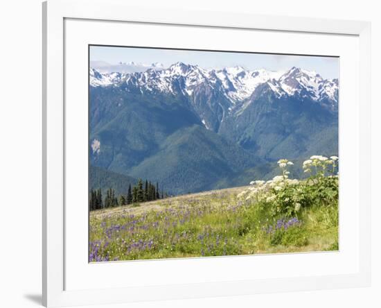 USA, Washington State, Olympic National Park. Expansive view of wildflower covered hills from Hurri-Trish Drury-Framed Photographic Print