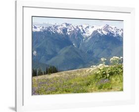 USA, Washington State, Olympic National Park. Expansive view of wildflower covered hills from Hurri-Trish Drury-Framed Photographic Print