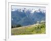 USA, Washington State, Olympic National Park. Expansive view of wildflower covered hills from Hurri-Trish Drury-Framed Photographic Print