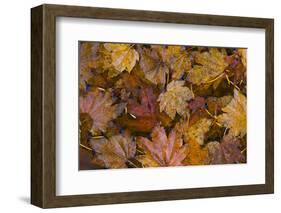 USA, Washington State, Olympic National Park. Fall vine maple leaves floating in pool.-Jaynes Gallery-Framed Photographic Print