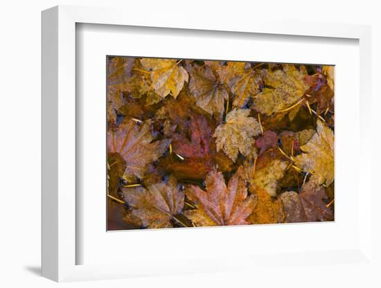 USA, Washington State, Olympic National Park. Fall vine maple leaves floating in pool.-Jaynes Gallery-Framed Photographic Print