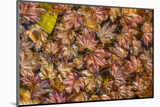 USA, Washington State, Olympic National Park. Fall vine maple leaves floating in pool.-Jaynes Gallery-Mounted Photographic Print