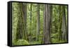 USA, Washington State, Olympic National Park. Old growth forest on Barnes Creek Trail.-Jaynes Gallery-Framed Stretched Canvas