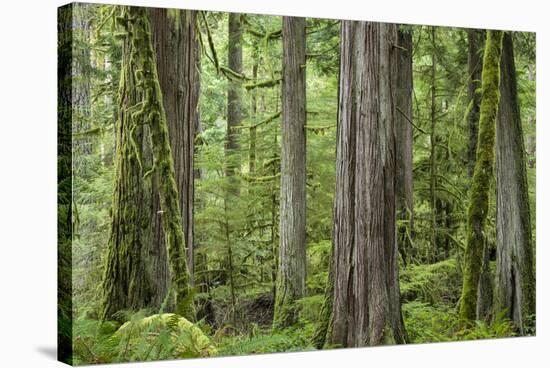 USA, Washington State, Olympic National Park. Old growth forest on Barnes Creek Trail.-Jaynes Gallery-Stretched Canvas