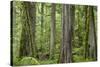 USA, Washington State, Olympic National Park. Old growth forest on Barnes Creek Trail.-Jaynes Gallery-Stretched Canvas